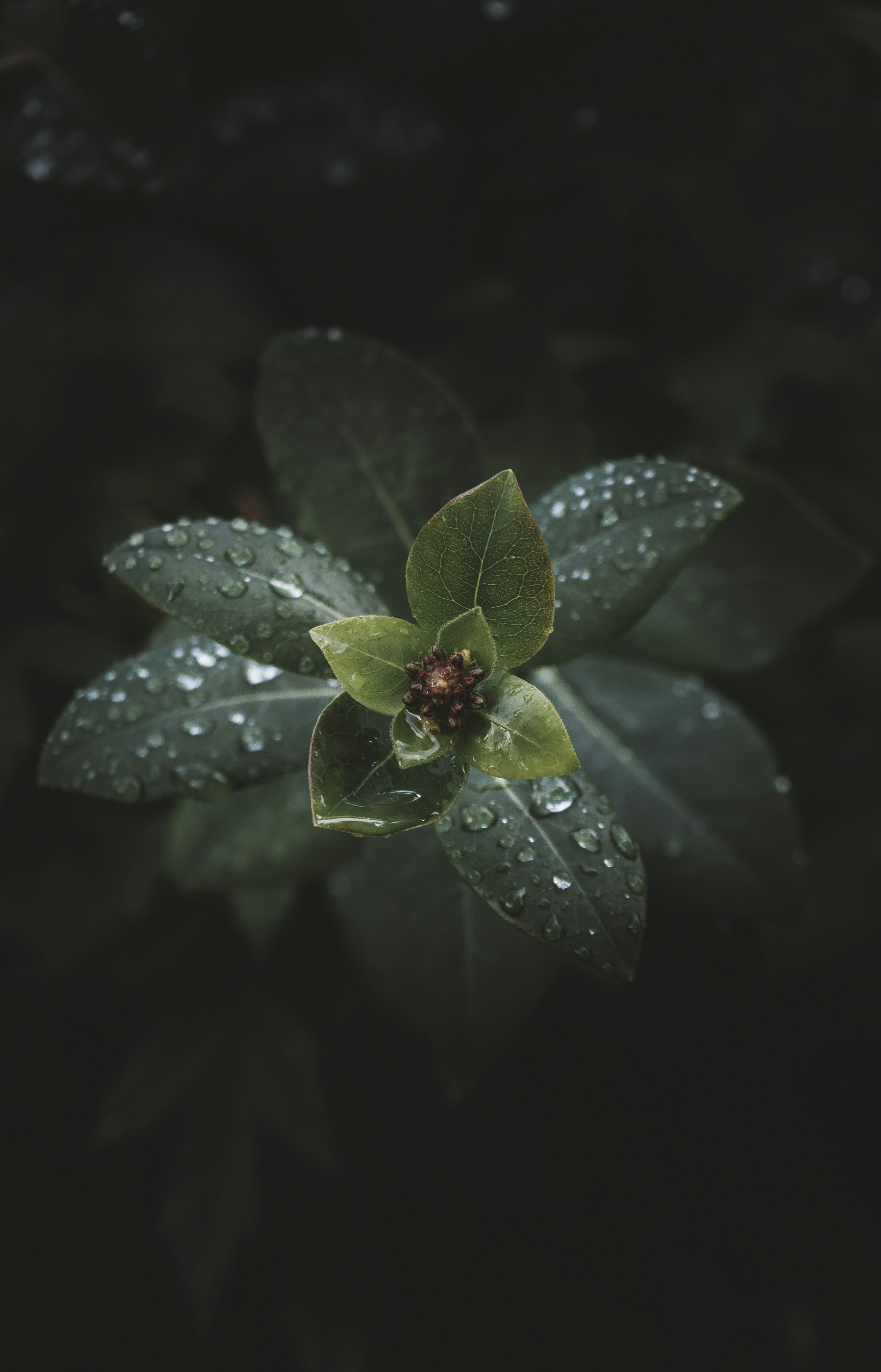 green leaf with water droplets